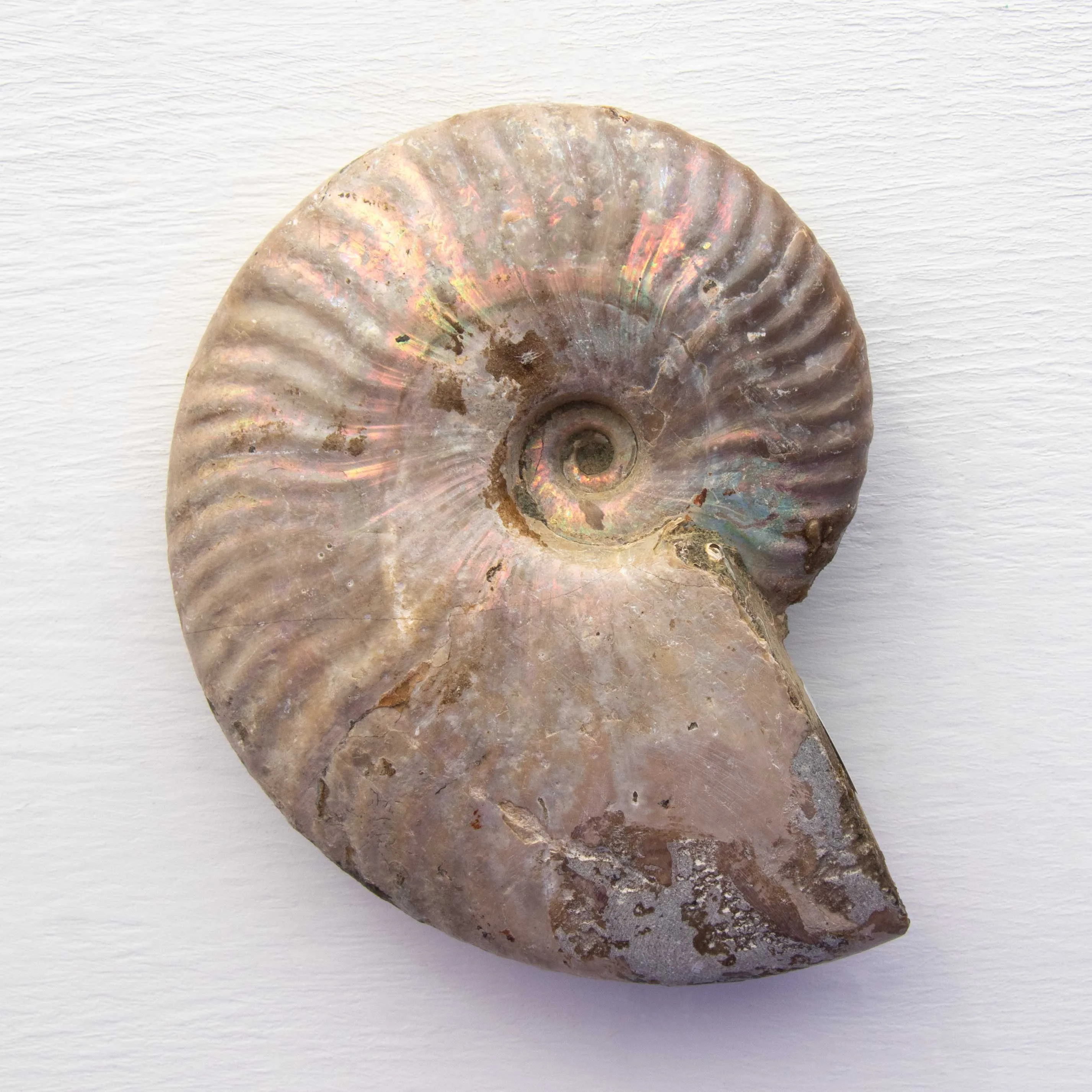 Ammonite - Light Iridescence