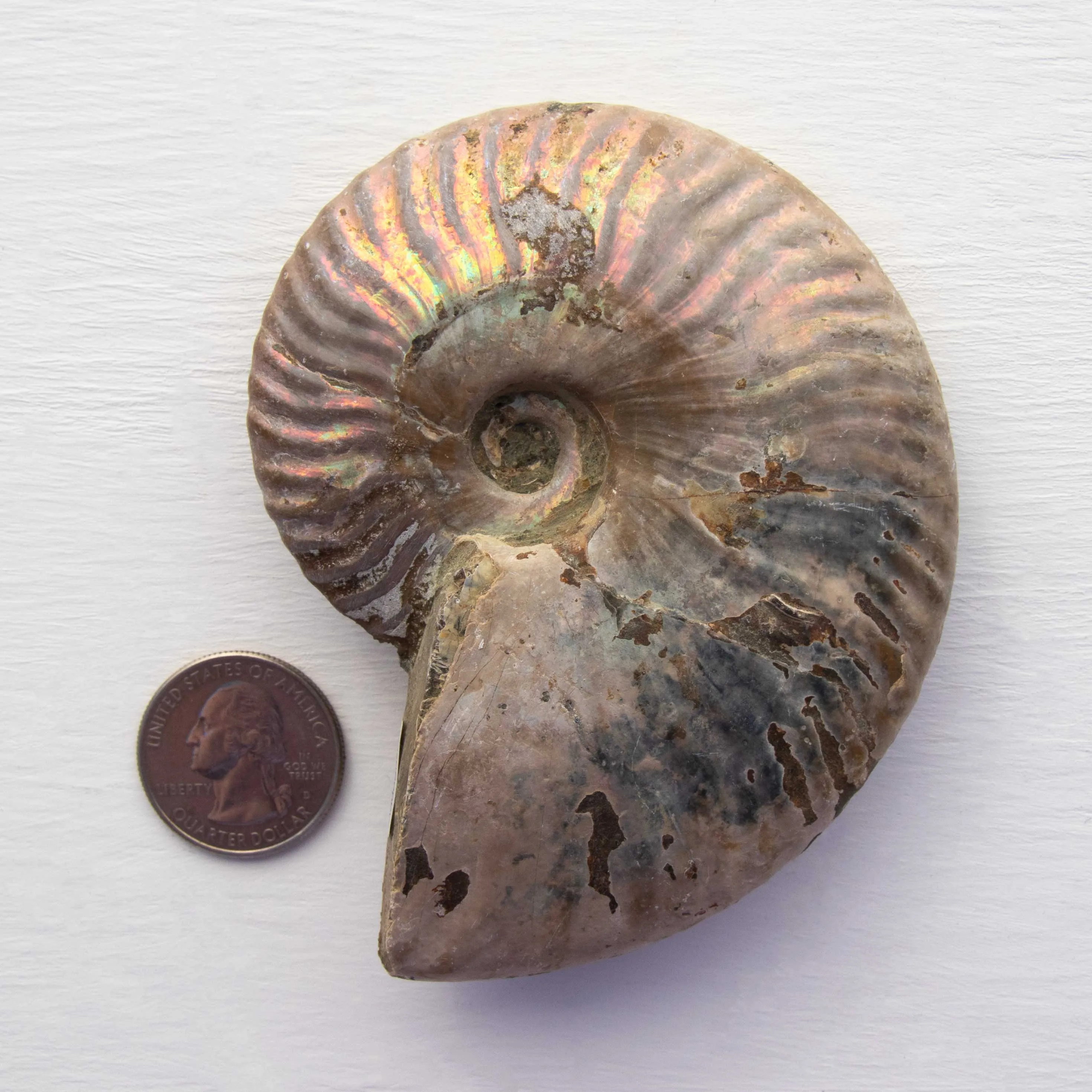 Ammonite - Light Iridescence