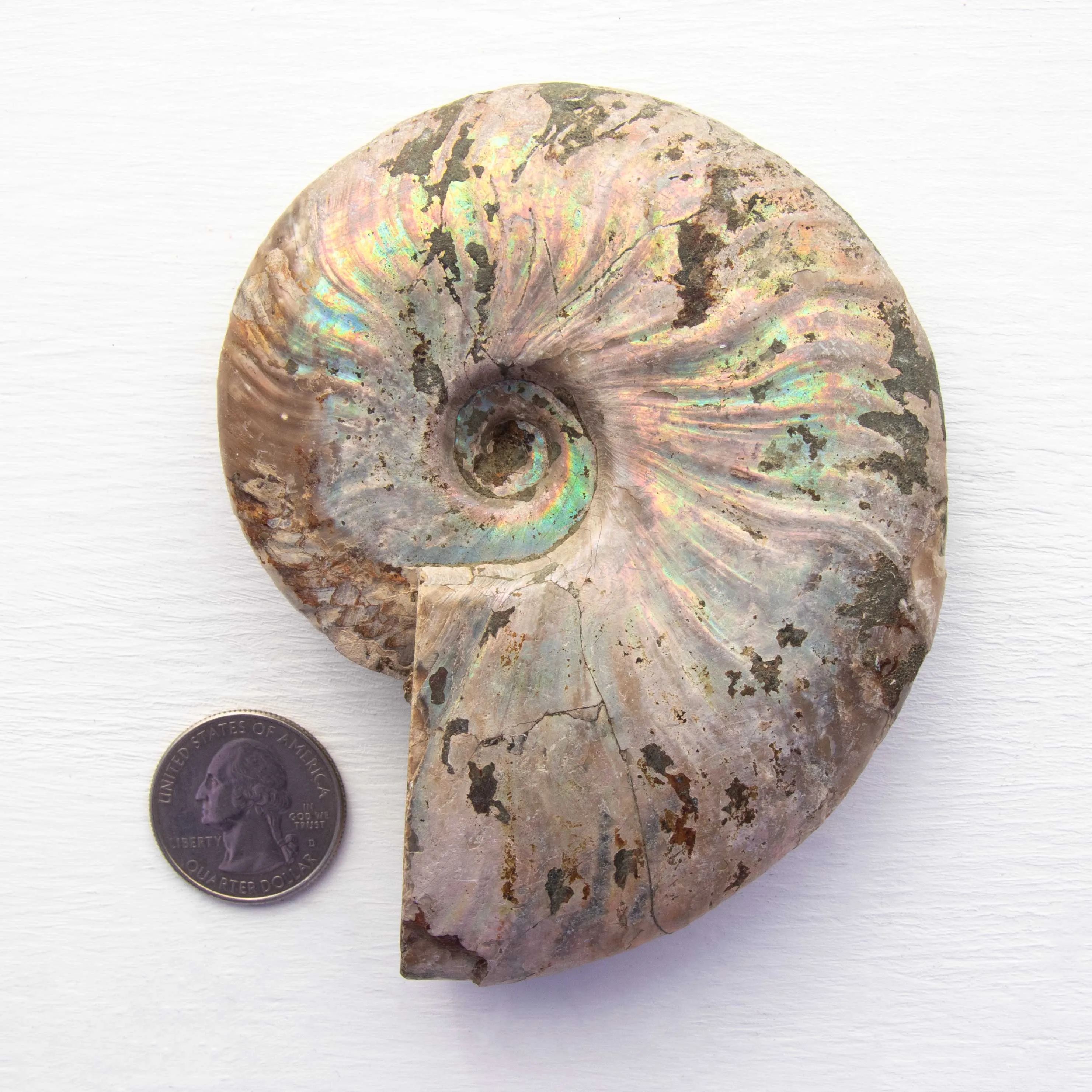 Ammonite - Light Iridescence