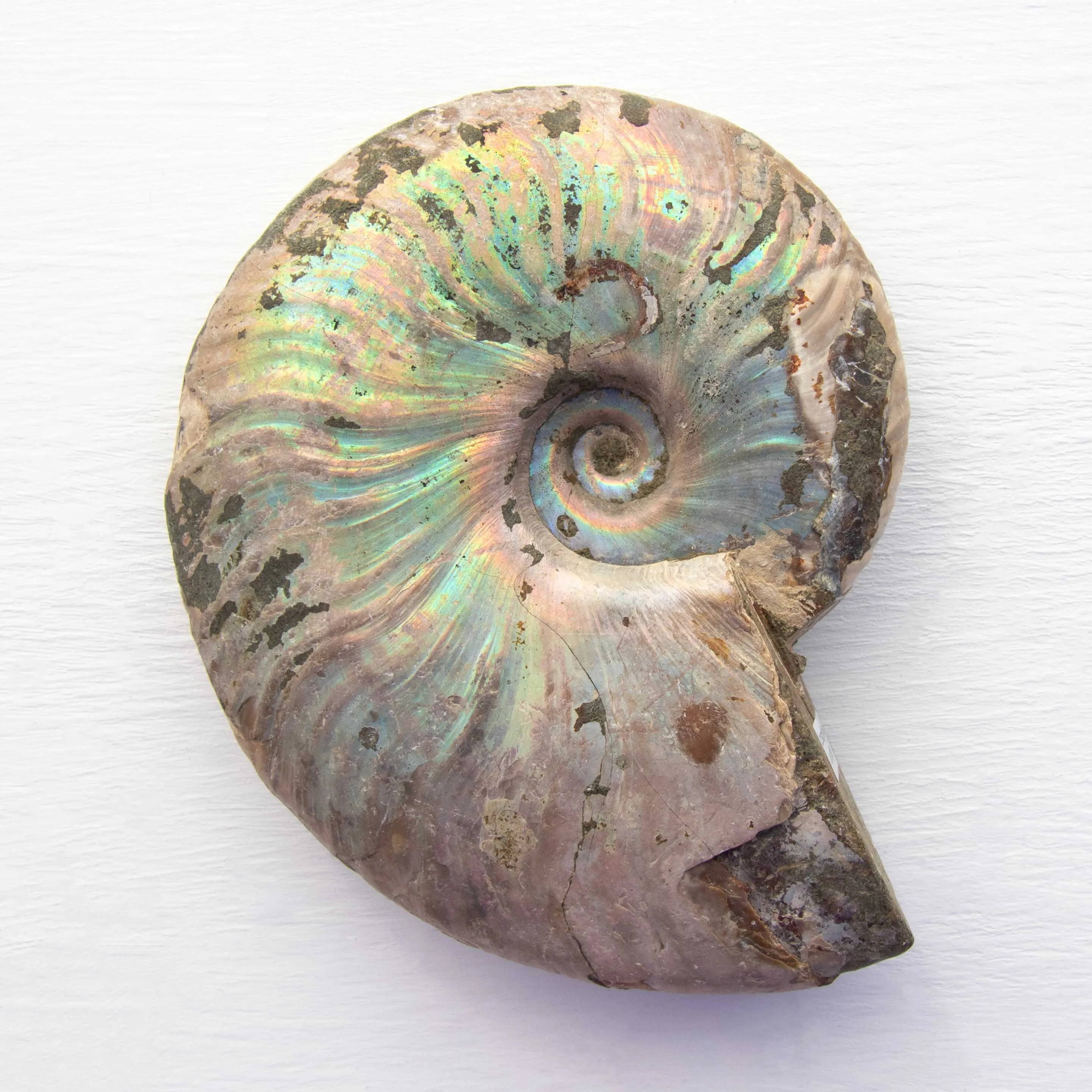 Ammonite - Light Iridescence